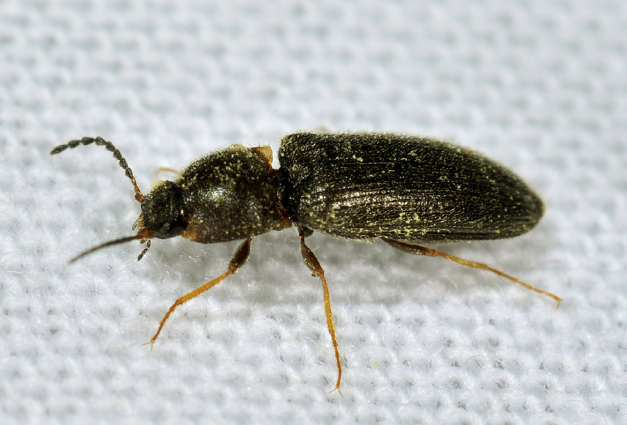 Elateridae:  Athous spp. e Pheletes quercus
